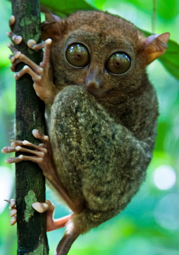 TAGBILARAN, BOHOL, PHILIPPINES - 2008/02/21: The Philippine Tarsier - Tarsius syrichta or Carlito syrichta) - known locally as the Maumag in Cebuano Visayan and Mamag in Luzon, is an endangered species of tarsier endemic to the Philippines. It is found in the southeastern part of the archipelago, particularly in Bohol. The tarsier was only introduced to Western biologists in the 18th century.. (Photo by John S Lander/LightRocket via Getty Images)
