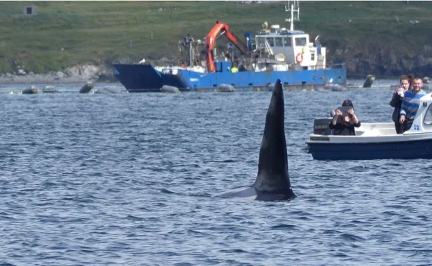 Pictured3A20a20killer20whale20off20Brae2C20Shetland.20Photo20by20Rhona20Clarke.-5925cca