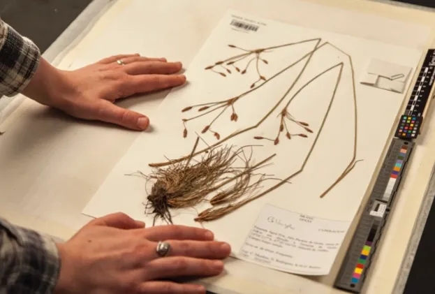 Examining preserved plant specimens in the Herbarium, RBG Kew.