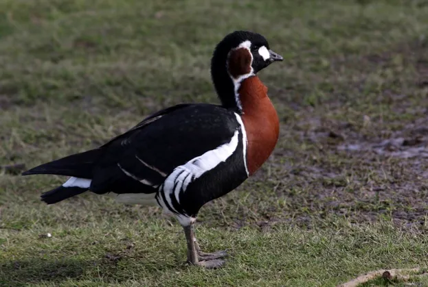 Close-up of a Red-breasted Goose (Branta ruficollis).