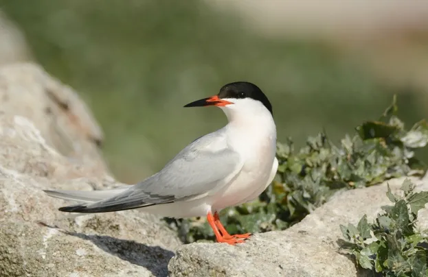 Roseate terns breed at Coquet Island in northeastern England © RSPB Images