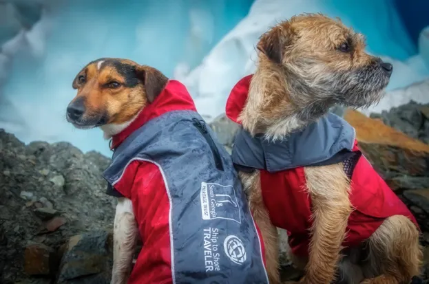 Rat detection dogs Will and Ahu (owned and trained by Miriam Ritchie) photographed here whilst working on The South Georgia Heritage Trust's Rat Eradication Project at Cheapman Bay in South Georgia, Antarctica on March 17 2018. Photo: Oliver Prince