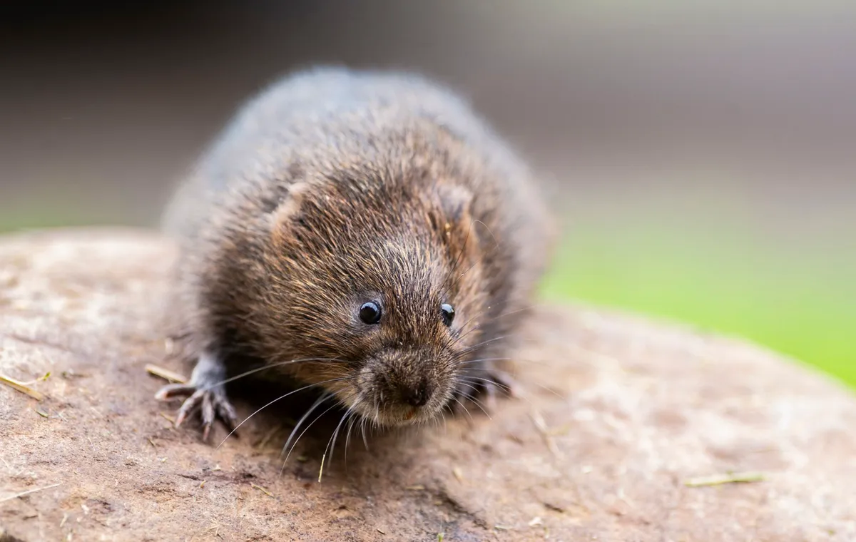 Water voles are the Britain's fastest declining land mammal. © Steve Haywood / National Trust Images