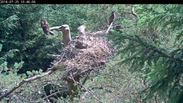 One of the chicks stretching its wings on the nest. © Tweed Valley Osprey Project