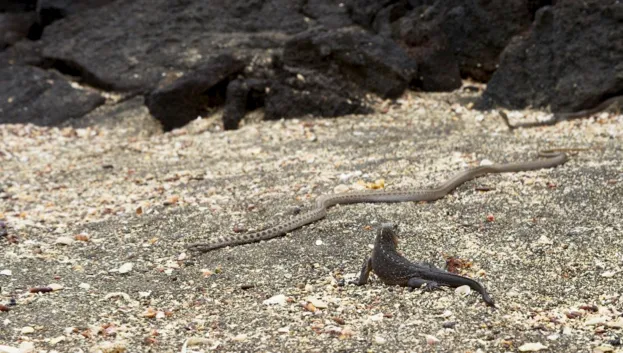 A marine iguana hatchling stands frozen to avoid detection by the racer snake, BBC
