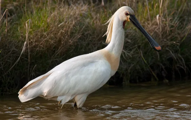 Common Spoonbill (Platalea leucorodia) foraging in shallow water. (Photo by: Arterra/UIG via Getty Images)