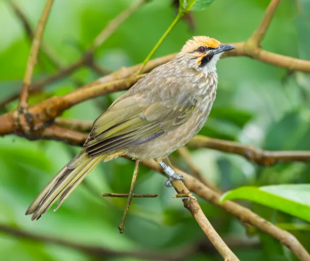 The straw-headed bulbul is listed as Endangered on the IUCN Red List © Kajornyot / Getty