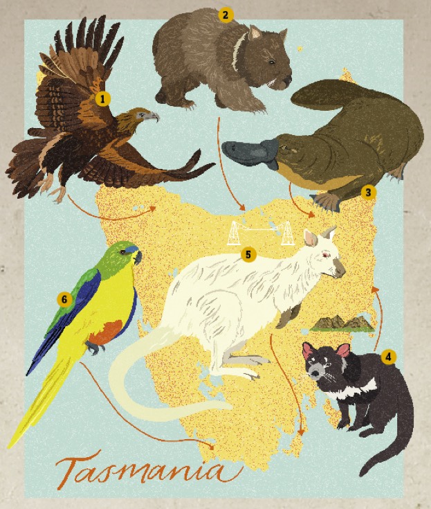Wildlife Travel What Animals Can I See In Tasmania Discover Wildlife wildlife-travel-what-animals-can-i-see-in-tasmania-discover-wildlife