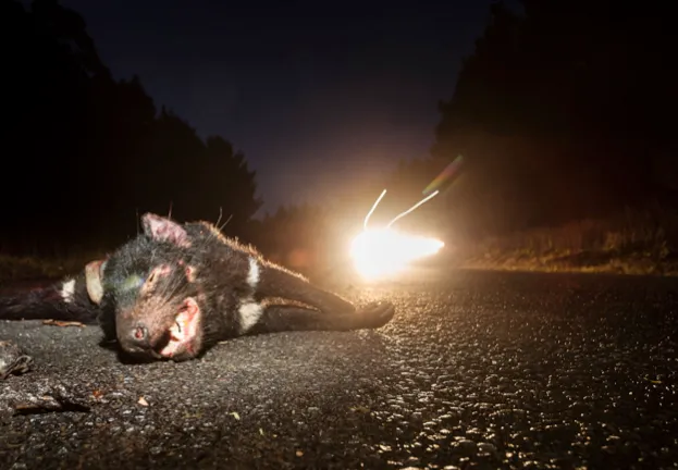 A Tasmanian devil lying at the side of the road. © Heath Holden/Getty