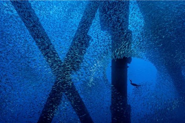 A Brandt's cormorant (Phalacrocorax penicillatus) hunts for a meal in a school of Pacific chub mackerel (Scomber japonicus), beneath an oil rig. Eureka Rig, Los Angeles, California, United States of America. North East Pacific Ocean.