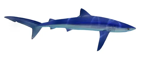 Blue shark (Prionace glauca) Endangered/threatened species; family: Carcharhinidae