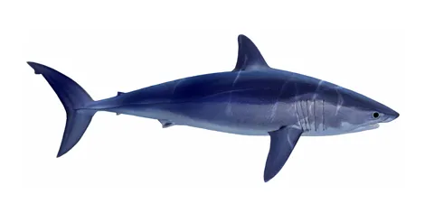 Shortfin mako shark (Isurus oxyrinchus) Endangered/threatened species; family: Lamnidae