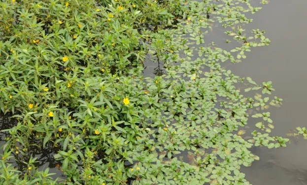 Water primrose