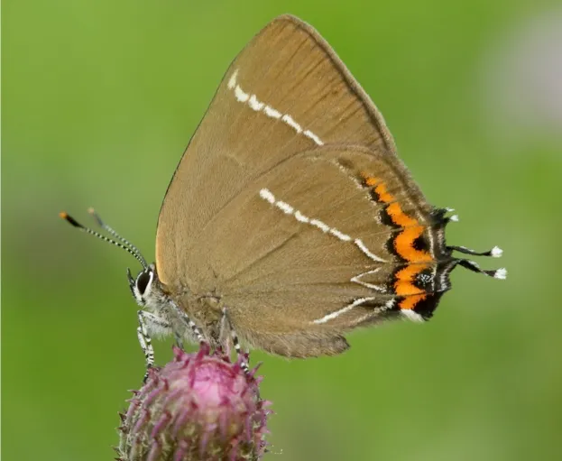 White-letter-Hairstreak_Iain20H20Leach20Butterfly20Conservation_623-a1ccc92
