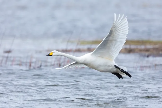 WELNEY, UNITED KINGDOM: Whooper Swan, Cygnus cygnus, in flight and coming in to land with wings and feathers spread wide at Welney Wetland Centre, Norfolk, England. (Photo by Tim Graham/Getty Images)