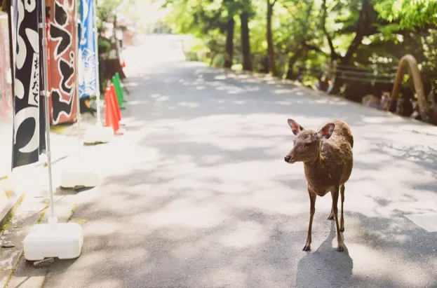 A sika deer at Nara © Yanis Ourabah / Getty