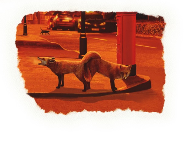 Understand fox behaviour - Discover Wildlife