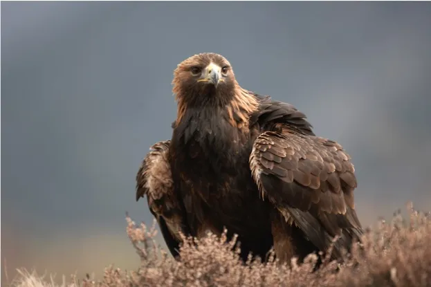 Golden eagle Aquila chrysaetos adult male sitting in heather, Cairngorms National Park, Scotland