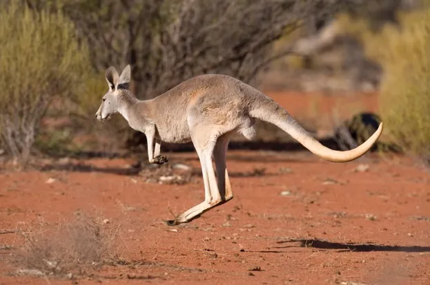 Red kangaroo hopping © JohnCarnemolla / iStock