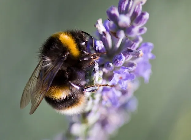 Bumblebee guide: why they're fluffy, where they nest, and how to help them  - Discover Wildlife