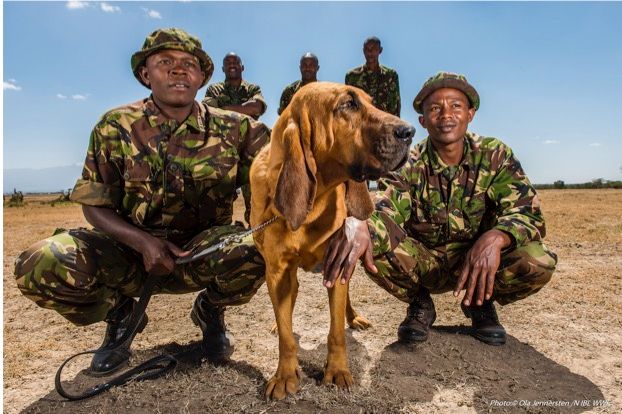 Ranger danger: how the people protecting Africa's wildlife put their ...