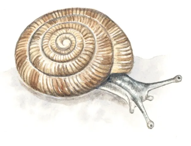 rounded20snail_Felicity20Rose20Cole20-1f83e93