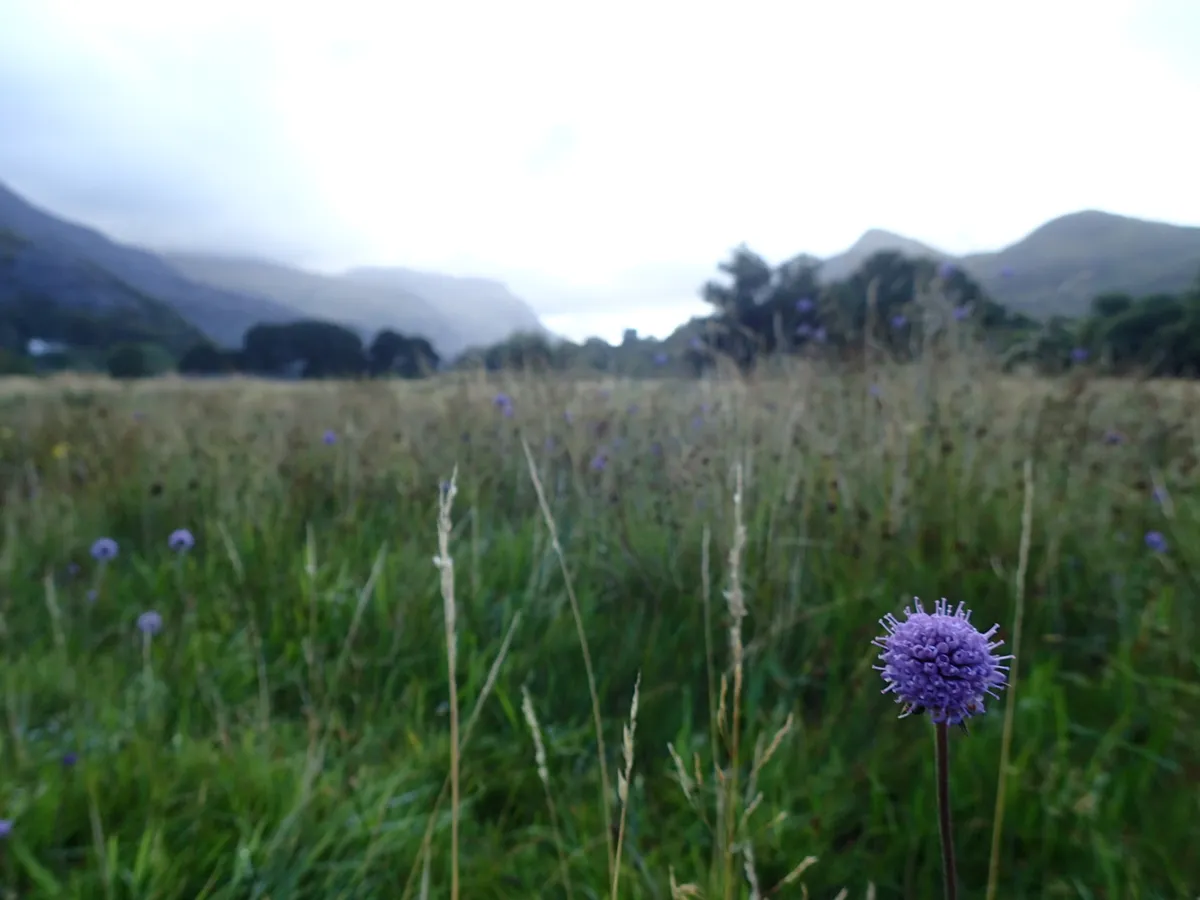 Devil's bit scabious in the meadow, with Snowdonia mountains in the background. © Robbie Blackhall-Miles