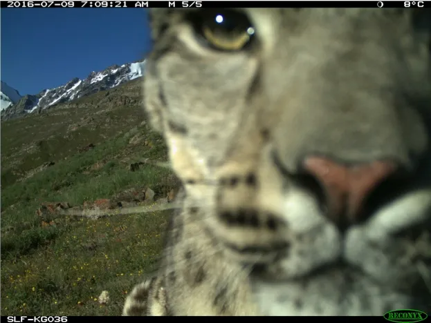 Snow leopard looking into camera trap