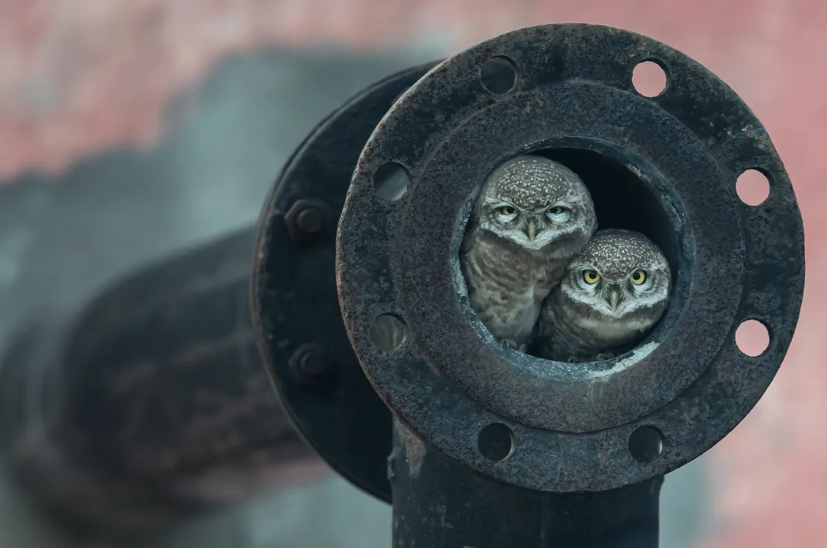 Winner 2018, 10 Years and Under, Pipe owls © Arshdeep Singh (India)/Wildlife Photographer of the Year