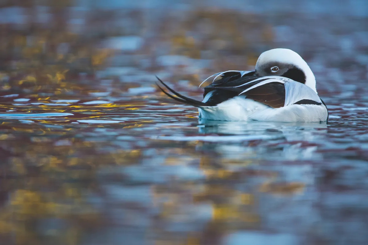 Winner 2018, 11-14 Years Old, Duck of dreams © Carlos Perez Naval (Spain)/Wildlife Photographer of the Year