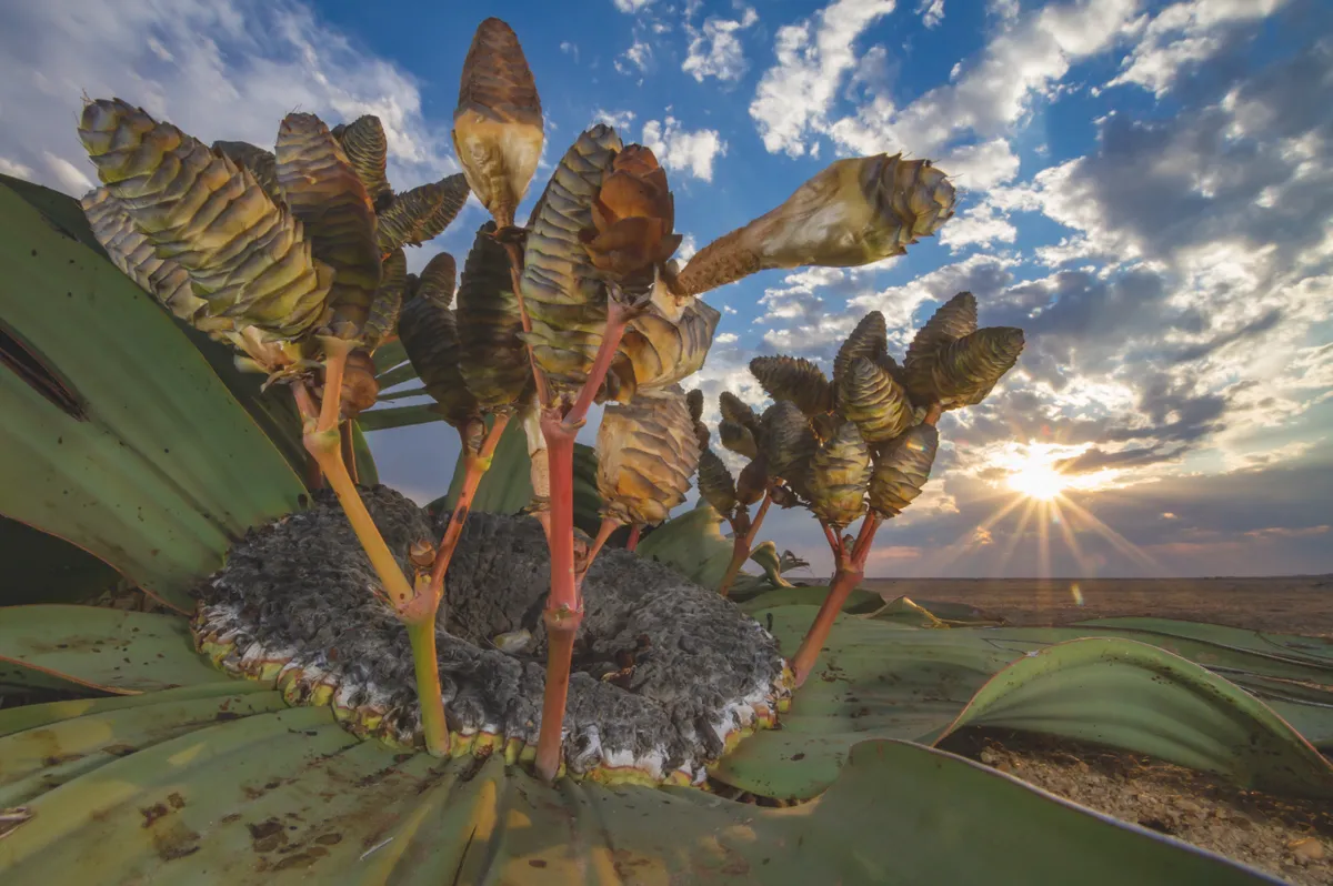 Winner 2018, Plants and Fungi, Desert relic © Jen Guyton (Germany/USA)/Wildlife Photographer of the Year