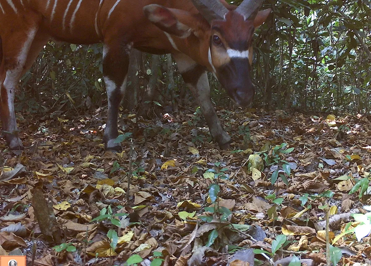 Bongo photographed by a camera trap in Semuliki National Park in Uganda. © Chester Zoo
