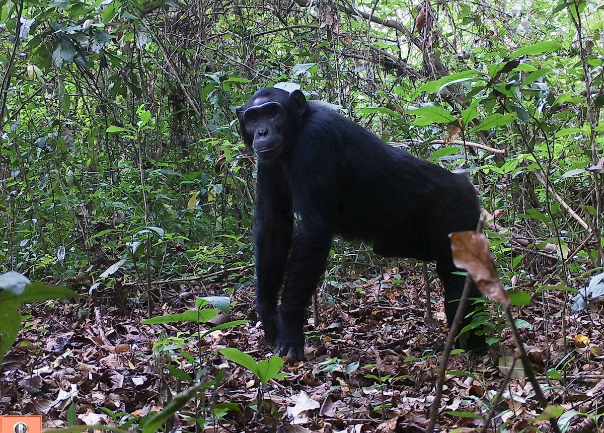 Chimpanzee photographed by camera trap in Semuliki National Park in Uganda. © Chester Zoo