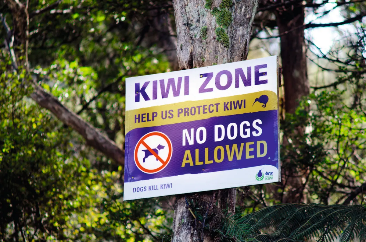 Dogs pose a danger to kiwis. © Rafael Ben-Ari/Alamy