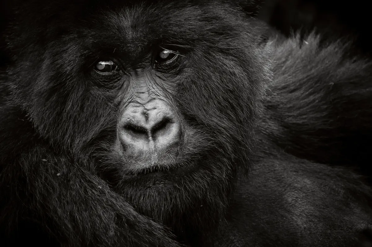 Mountain gorilla in Volcanoes National Park, Rwanda. © David Lloyd (UK/New Zealand)