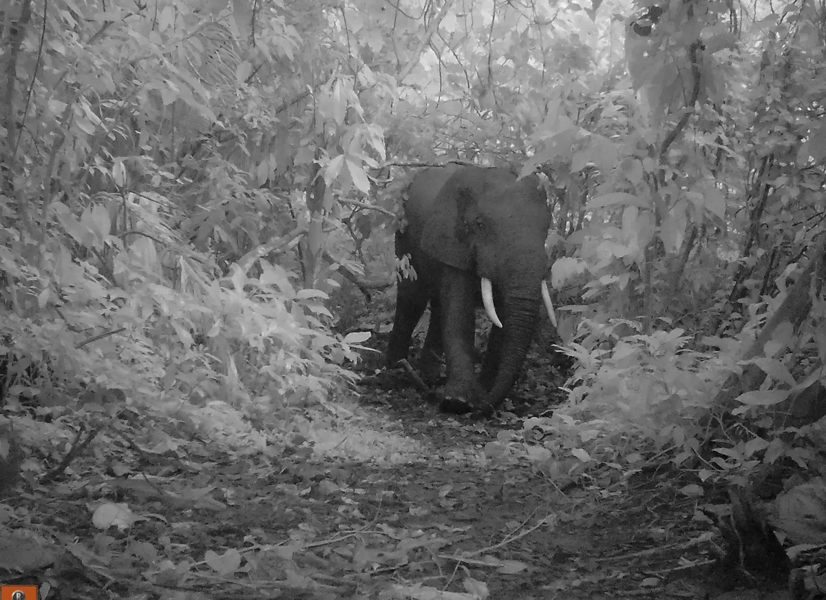 Forest elephant photographed by camera trap in Semuliki National Park in Uganda. © Chester Zoo