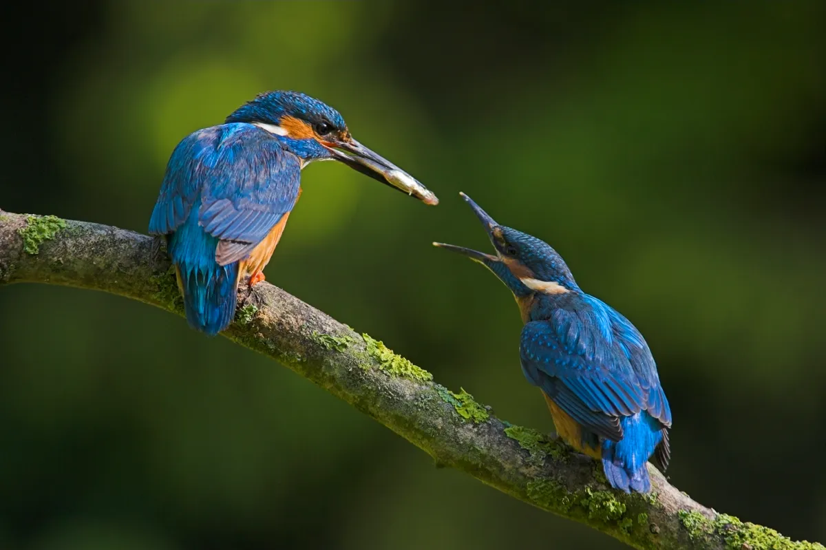 An adult kingfisher feeding a fledgling. © Andy Rouse/Getty