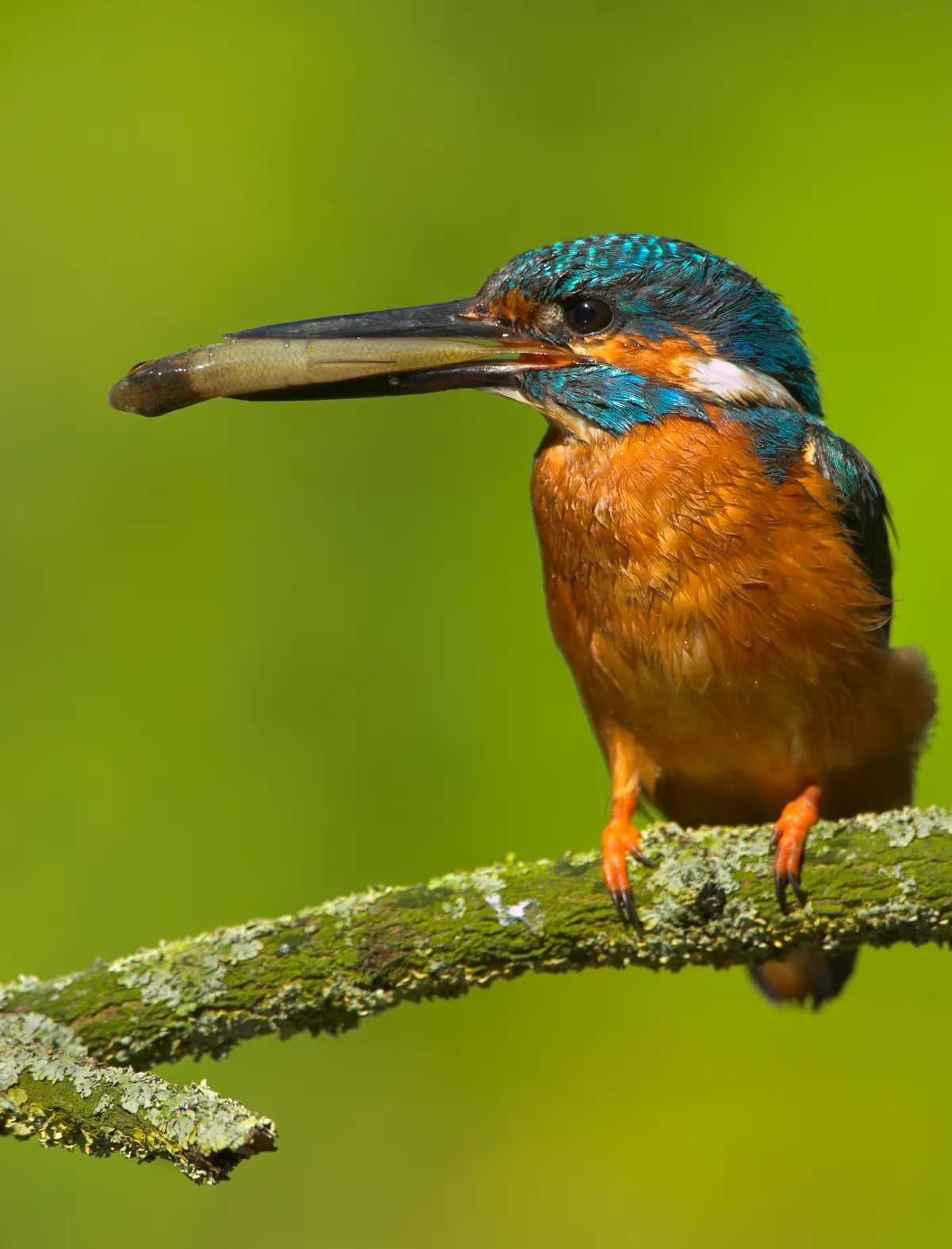 A kingfisher with a fish in its beak. © Andy Rouse/Getty