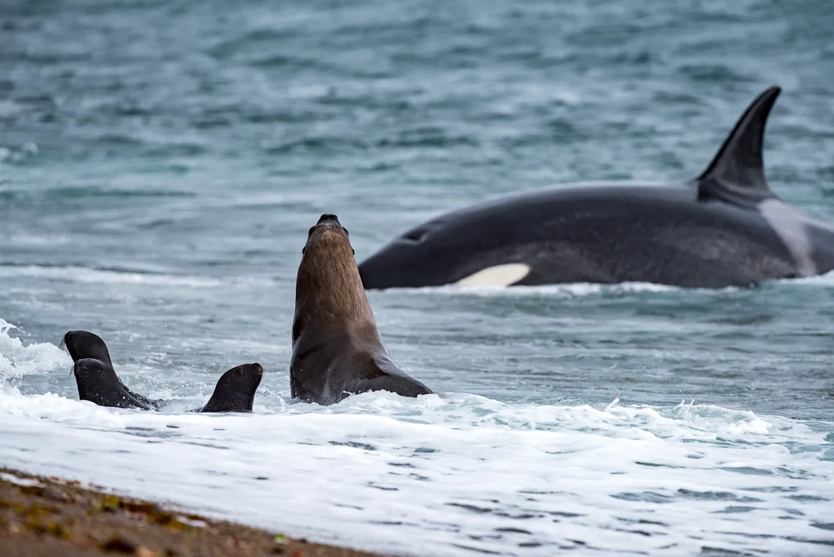 An orca hunts seal lions. © Andrea Izzotti/Getty