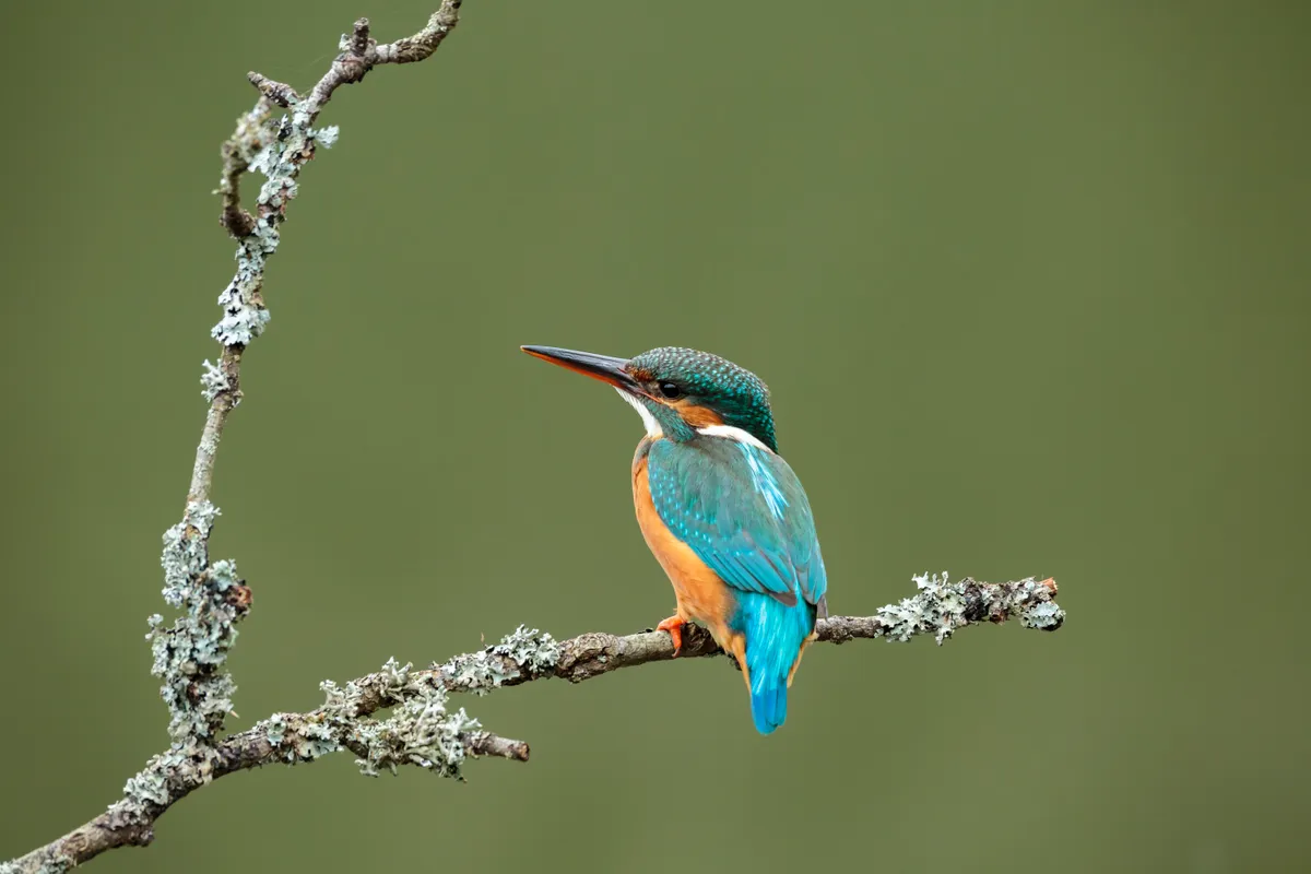 Side view of a female kingfisher. © Nick Cable/Getty