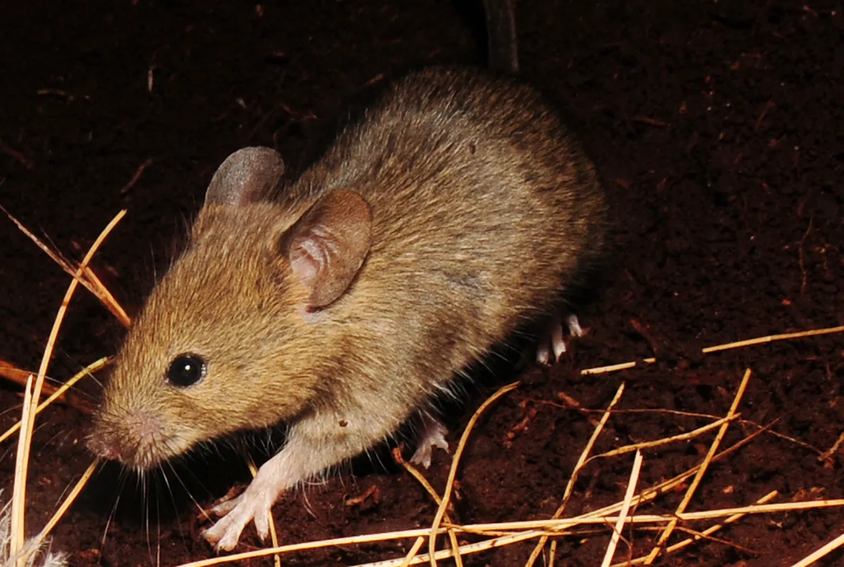 House mice were accidentally introduced to Gough Island in the 19th century. © Ben Dilley