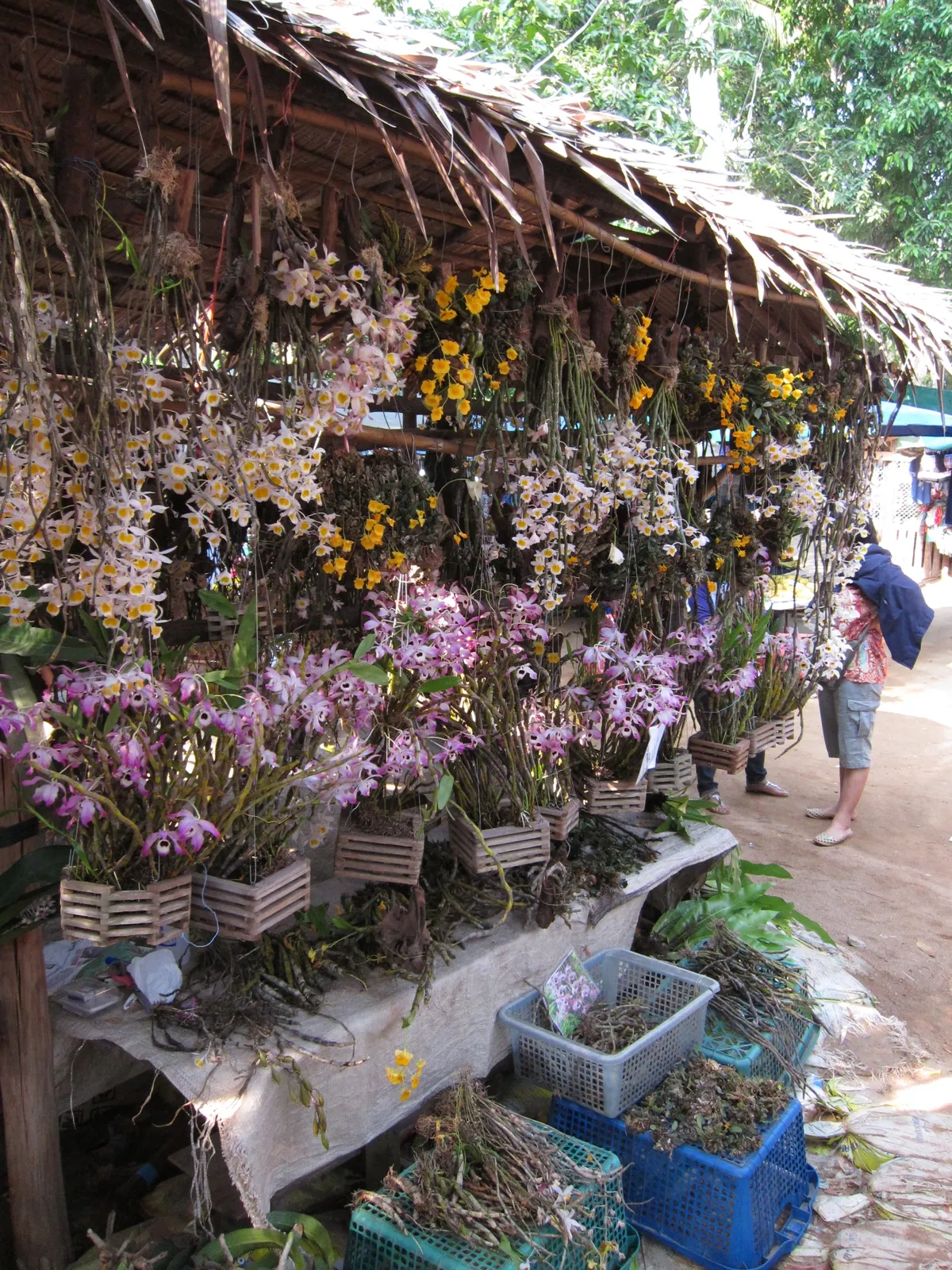 Hundreds of wild-collected, protected ornamental orchids for sale in a public market at the Thailand-Myanmar border. © Jacob Phelps