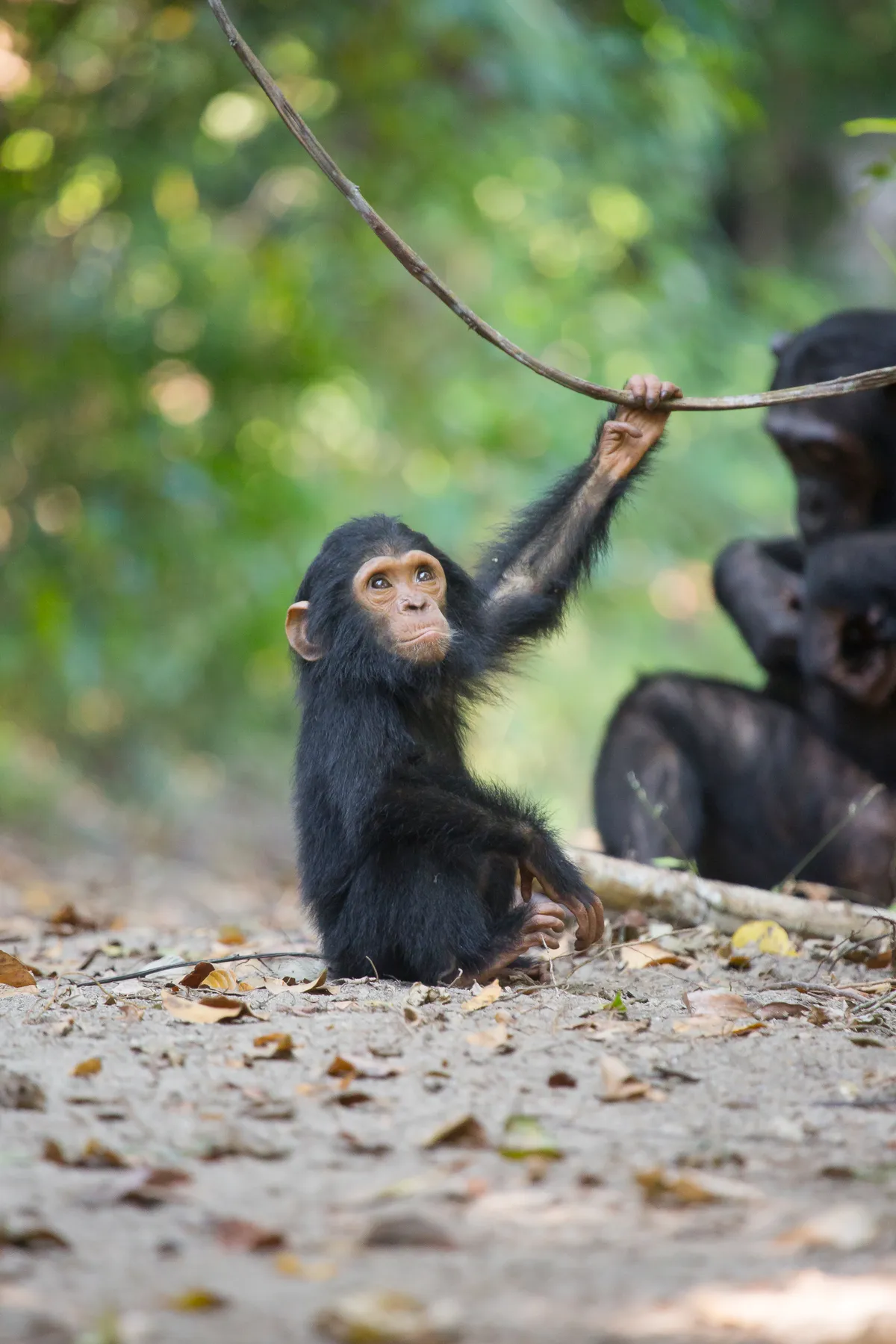 Chimpanzee in Mahale Mountains National Park, Tanzania. © Kate Malone (UK)