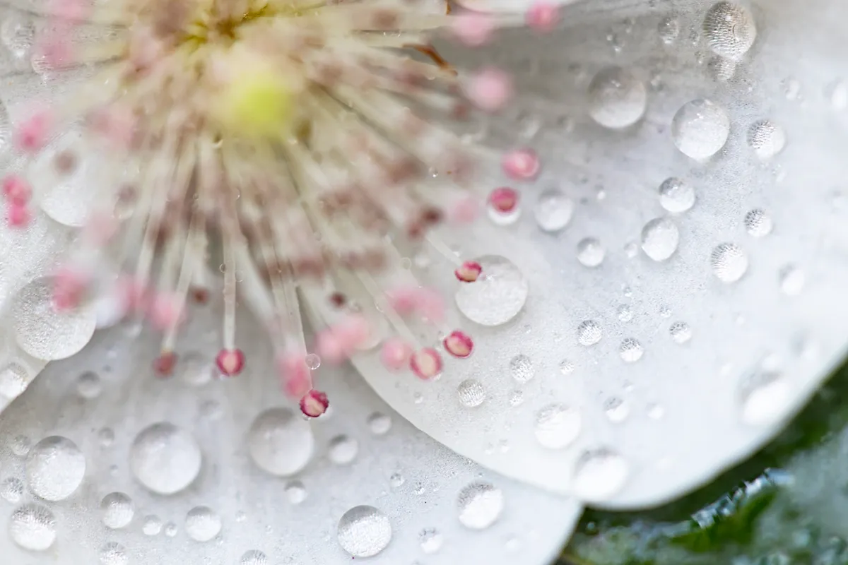A macro lens captures the beauty of a leatherwood tree's flower after rain. © Arwen Dyer