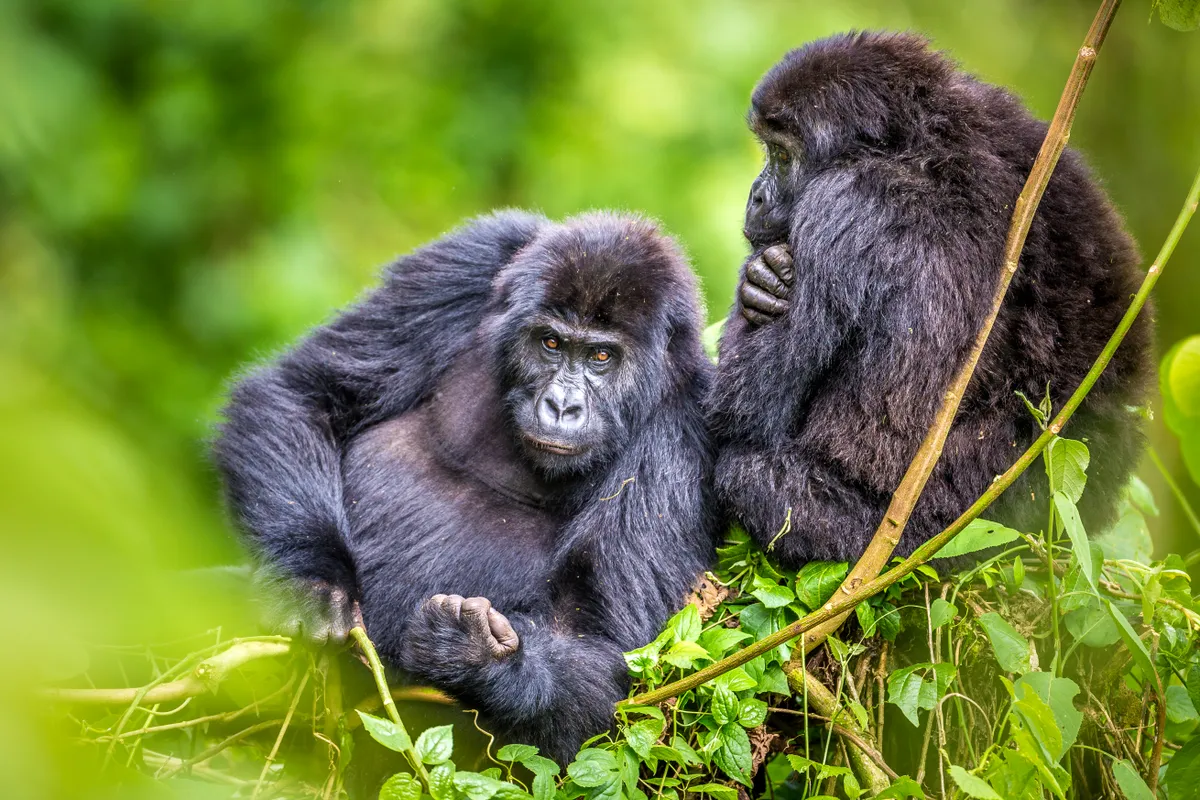 Eastern lowland gorillas in Kahuzi-Biega National Park, Democratic Republic of Congo. © Marcus Westburg (Sweden)