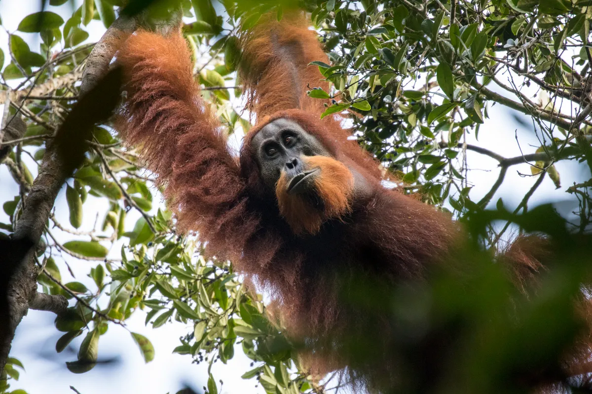Tapanuli orangutan in Batang Toru, Sumatra, Indonesia. © Maxime Aliaga (France)