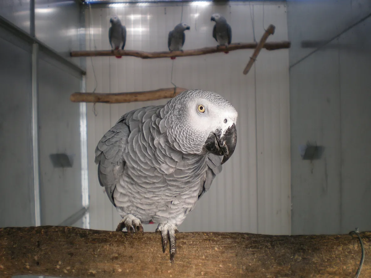 An African grey parrot in a WWF animal rehabilitation center in Italy. © Adriano Argenio/WWF Italy