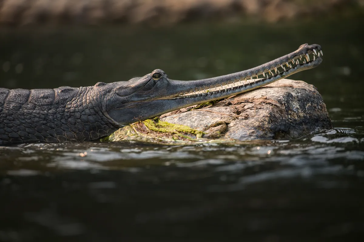 A gharial resting on a rock in the Rapti River in Nepal. © Karine Aigner/WWF US