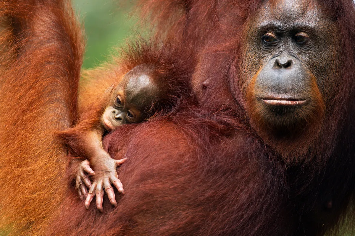 Female Bornean orangutan female with her baby. © Anup Shah/Nature Picture Library/WWF