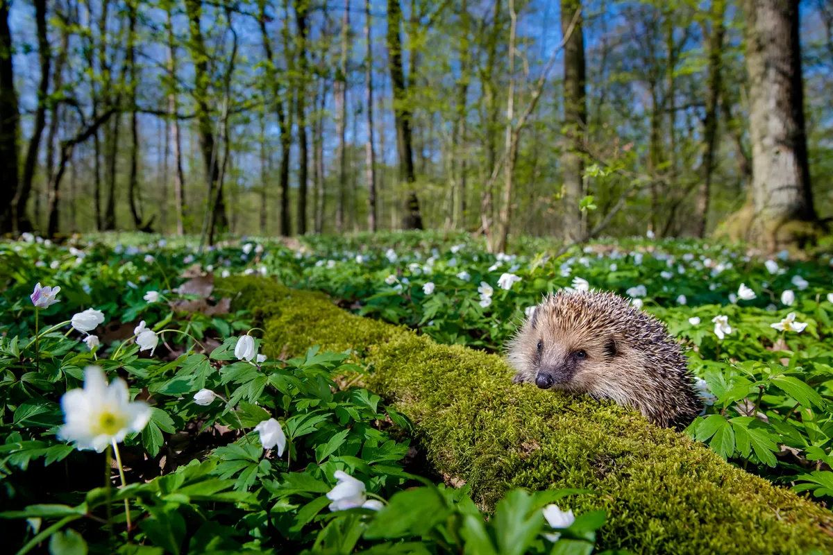 European hedgehog in France. © Klein & Hubert/Nature Picture Library/WWF